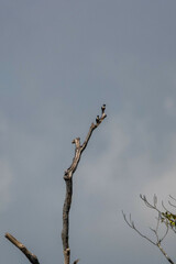 Microhierax fringillarius