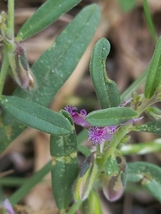 Polygala erioptera