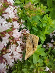 Euclidia glyphica