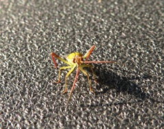 Hyalopeplus spinosus