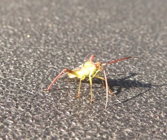 Hyalopeplus spinosus