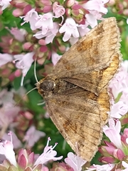 Euclidia glyphica