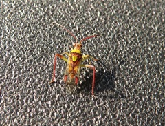 Hyalopeplus spinosus