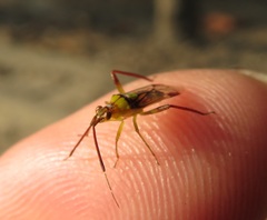 Hyalopeplus spinosus