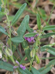 Polygala erioptera