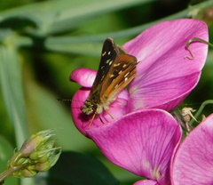 Piruna polingii