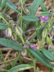 Polygala erioptera