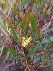 Acacia subtilinervis