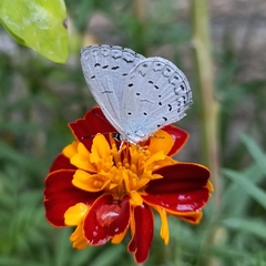 Celastrina lavendularis