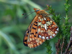 Boloria euphrosyne