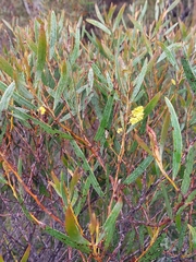 Acacia subtilinervis