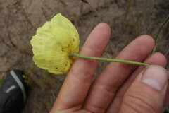 Papaver nudicaule