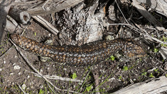 Tiliqua rugosa