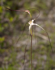 Caladenia capillata