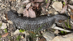 Tiliqua rugosa