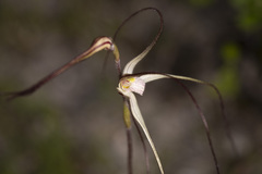 Caladenia capillata