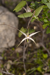 Caladenia capillata