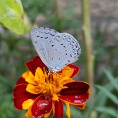 Celastrina lavendularis
