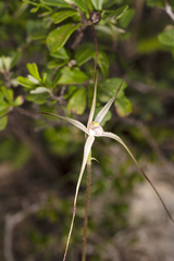 Caladenia capillata
