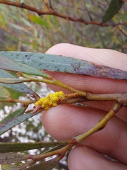 Acacia subtilinervis