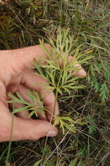 Pulsatilla turczaninovii