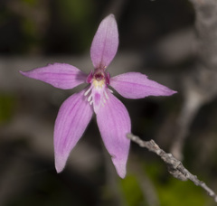 Caladenia latifolia