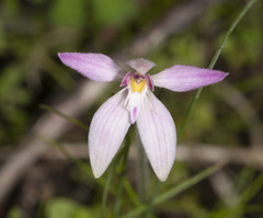 Caladenia latifolia