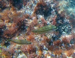 Symphodus tinca