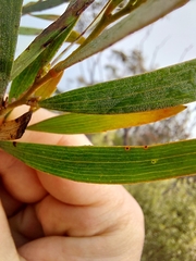 Acacia subtilinervis