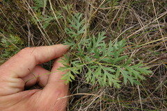 Pulsatilla turczaninovii