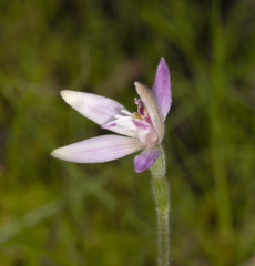 Caladenia latifolia