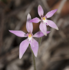Caladenia latifolia
