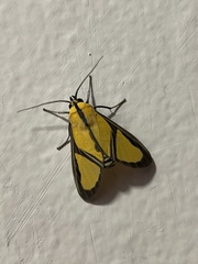 Xanthoarctia pseudameoides