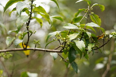 Hedycarya angustifolia