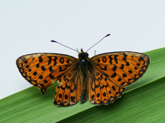 Boloria selene