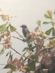 Lanius cristatus superciliosus