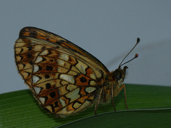 Boloria selene