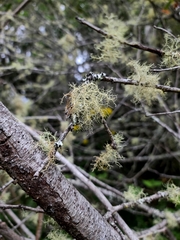 Usnea hirta