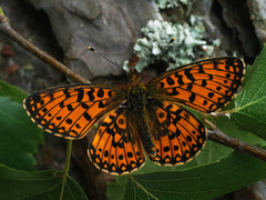 Boloria selene