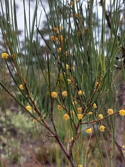 Acacia juncifolia