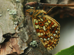 Boloria selene