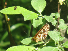 Boloria selene