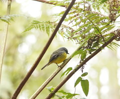 Eopsaltria australis