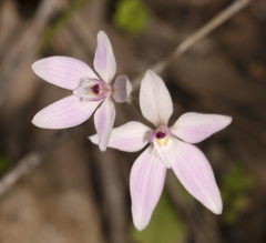 Caladenia latifolia