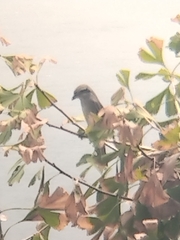 Lanius cristatus superciliosus