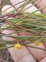 Acacia juncifolia