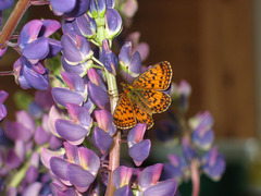 Boloria selene