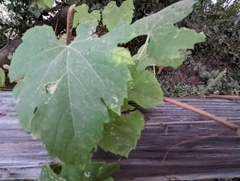 Vitis girdiana