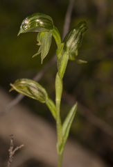 Pterostylis flavovirens