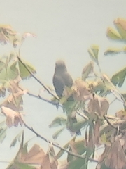 Lanius cristatus superciliosus